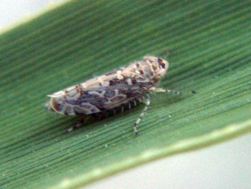 Paralimnus sp. - Cicadellidae